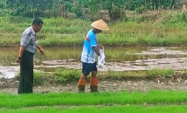 Lapas Empat Lawang Lakukan Penyemaian Bibit Padi Unggul Dukung Program Pemerintah dan Kemandirian Warga Binaan