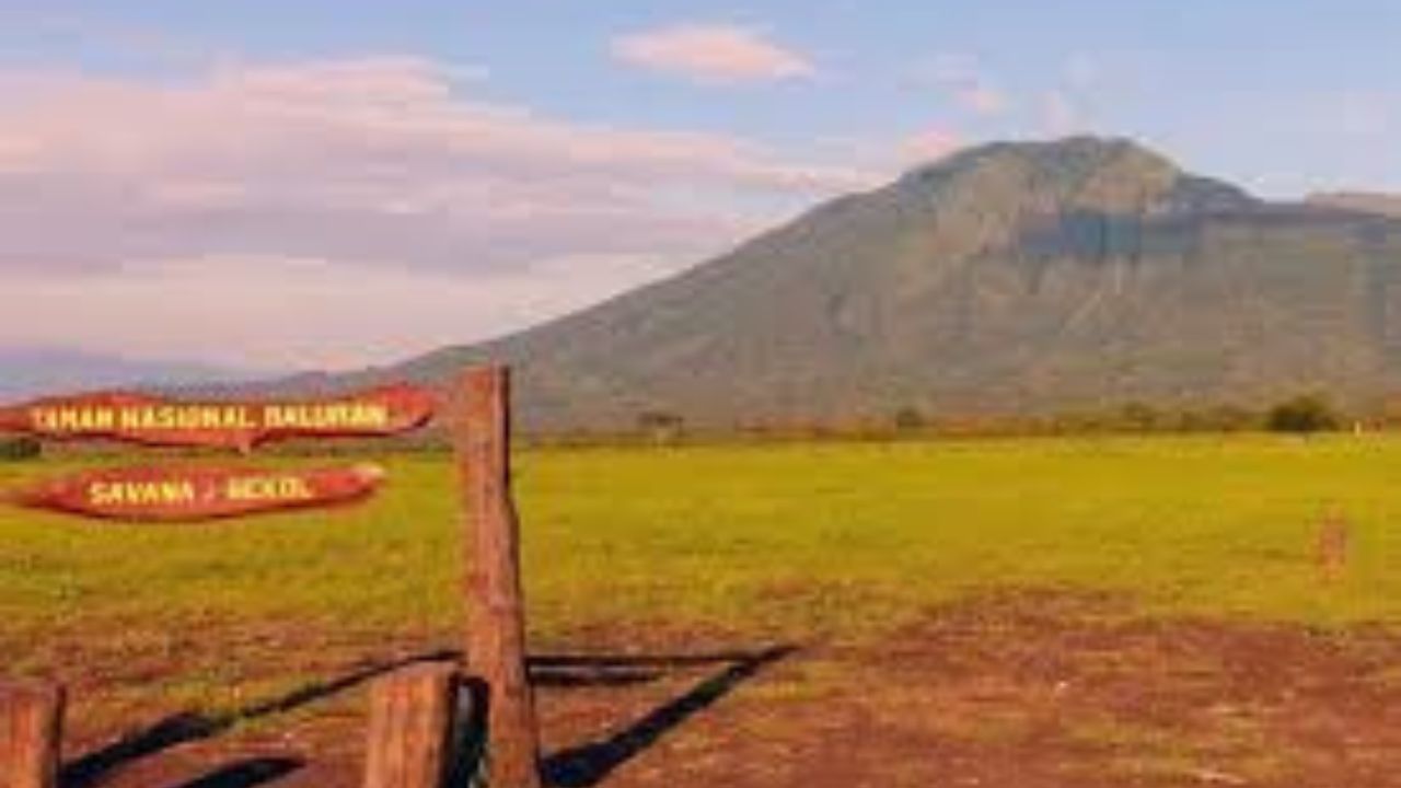 Taman Nasional Baluran, Banyuwangi: 'Little Africa' di Ujung Timur Pulau Jawa