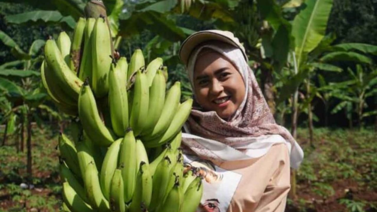 Kontributor Pisang Utama Indonesia, Ini Lima Daerah Penghasil Pisang Terbesar di Sumatera Selatan