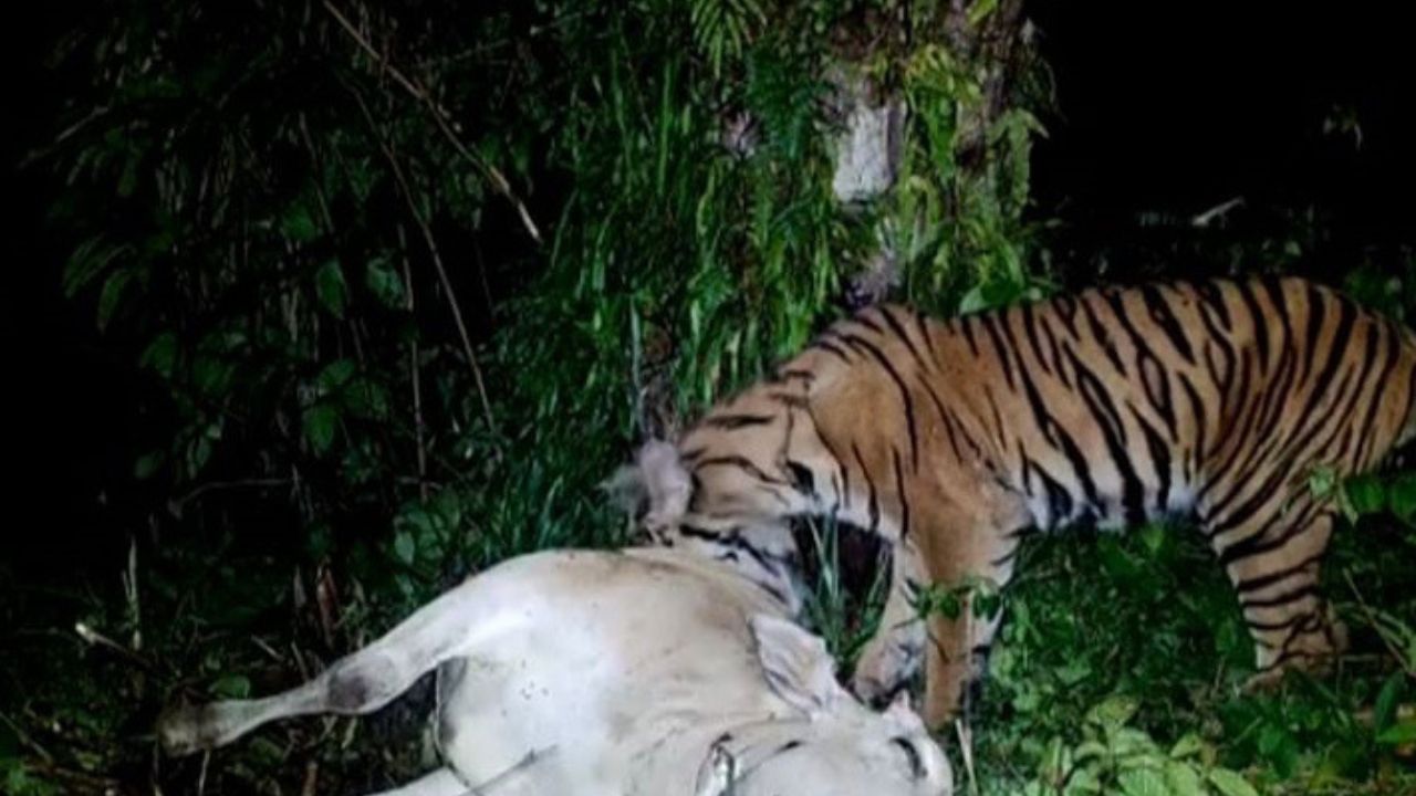 Gempar! Harimau Turun Gunung Santap Satu Ekor Sapi