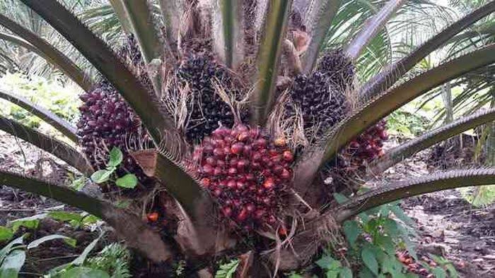 Aduh! Pengepul Ikut Libur Lebaran, Petani Kebingungan Jual Sawitnya