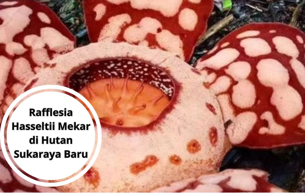 Rafflesia Hasseltii Mekar di Hutan Sukaraya Baru