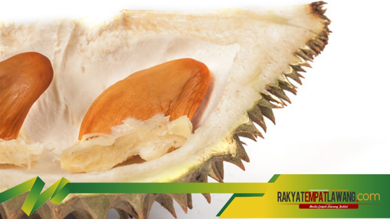 Pemanfaatan Biji Durian Sebagai Sumber Energi dan Tenaga, Baca Disini!