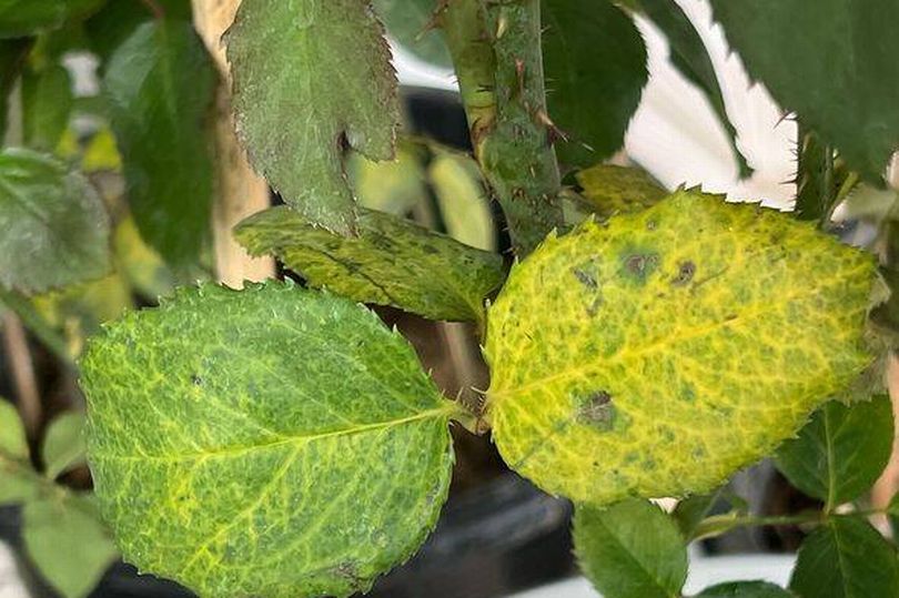 Waspada! Jamur Botrytis Cinerea Siap Mengancam Tanaman di Kebun Anda