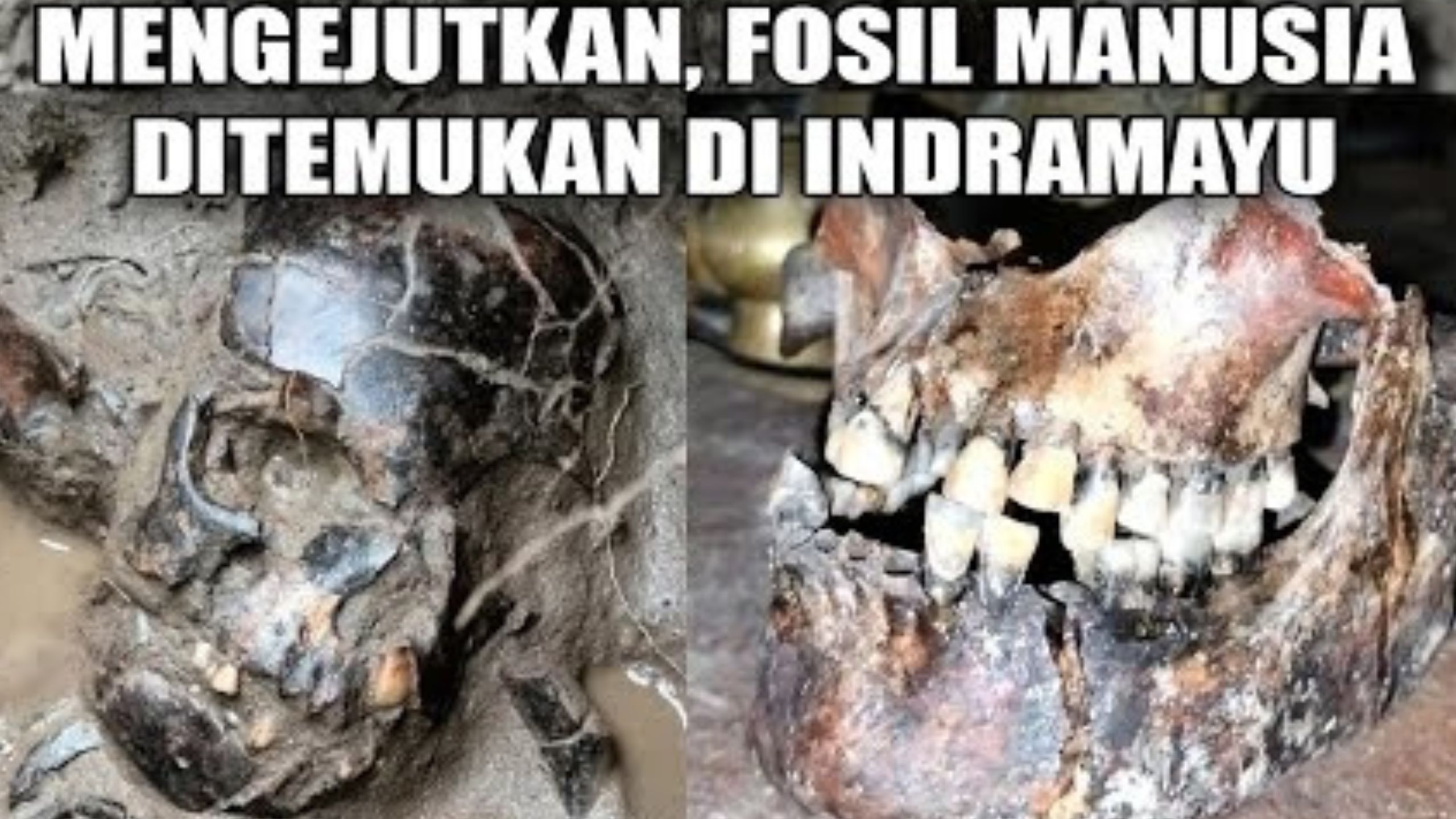 Arkeolog Terguncang, Fosil Manusia Homo Sapiens Ditemukan di Indramayu