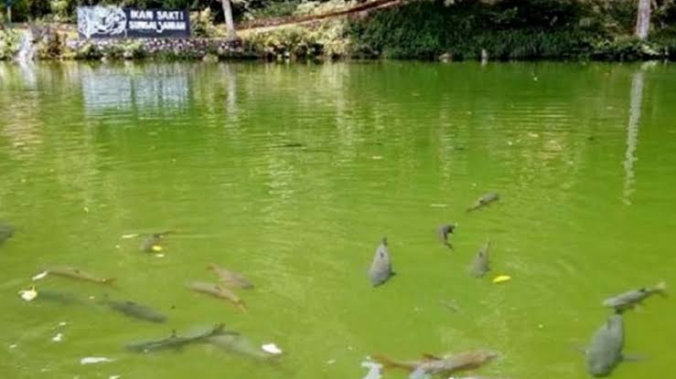 Misteri Ikan Sakti Sungai Janiah: Kutukan, Legenda dan Pesona Wisata!