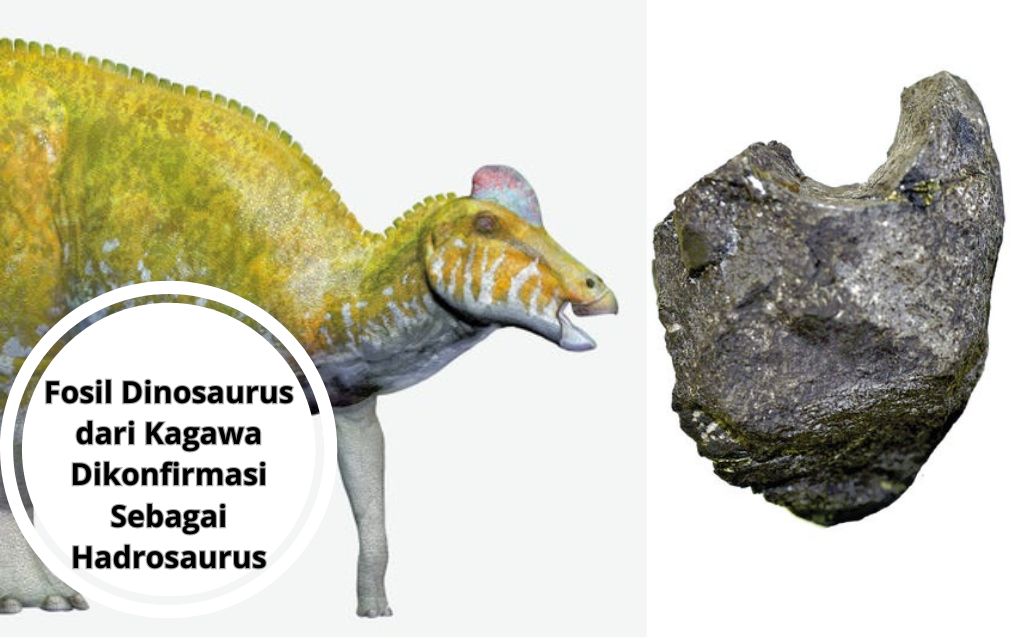 Fosil Dinosaurus dari Kagawa Dikonfirmasi Sebagai Hadrosaurus