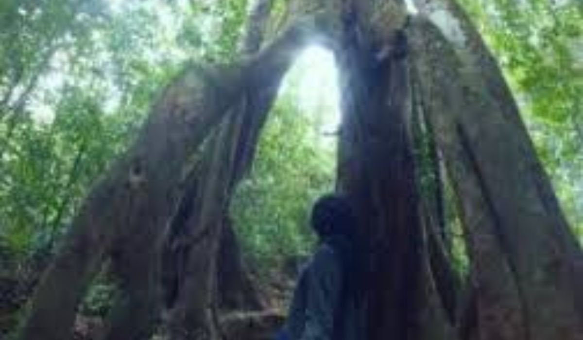 Misteri Pertapa Mistis di Pohon Besar Gunung Halau-Halau