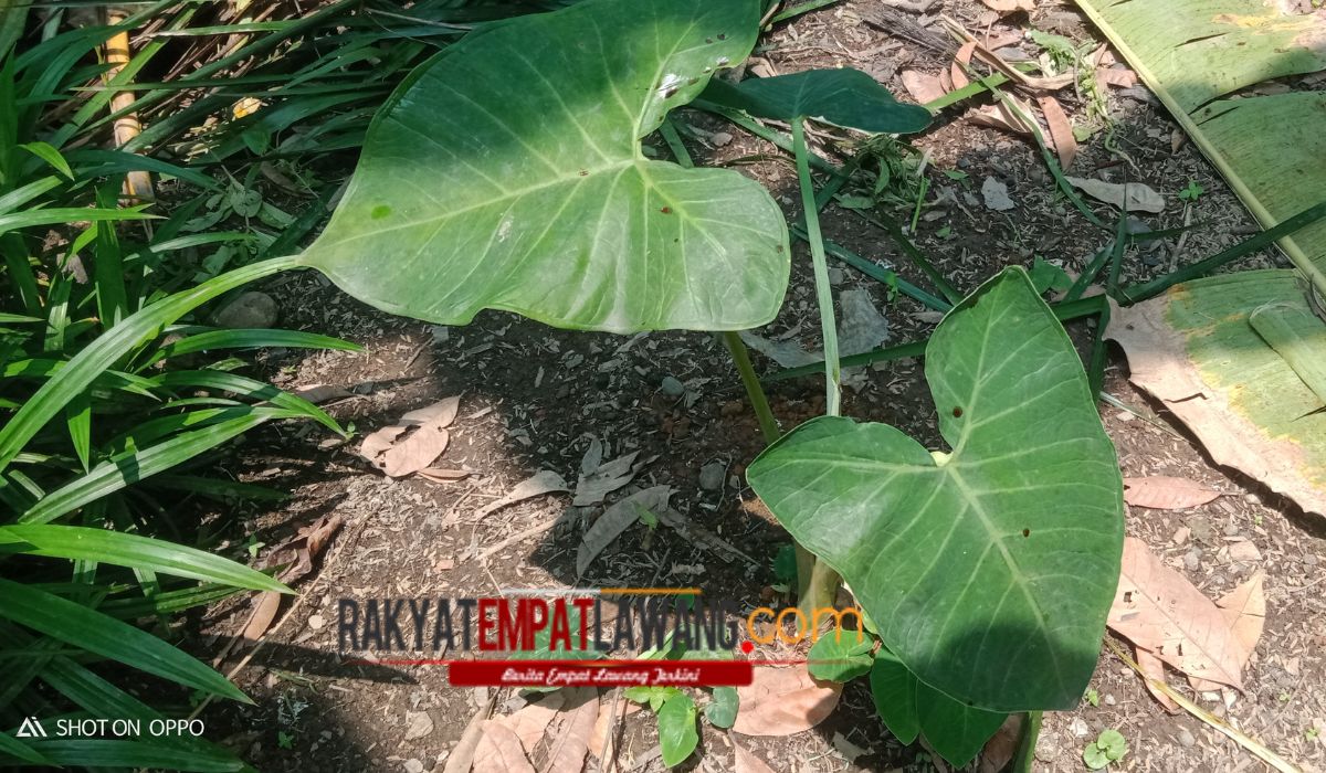 Banyak Yang Belum Tau Manfaat Talas bagi Kesehatan Berikut Kita Bahas