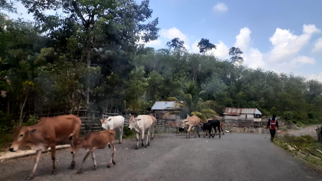 Membahayakan Pengendara, Hewan Ternak Warga Berkeliaran di Jalan Raya