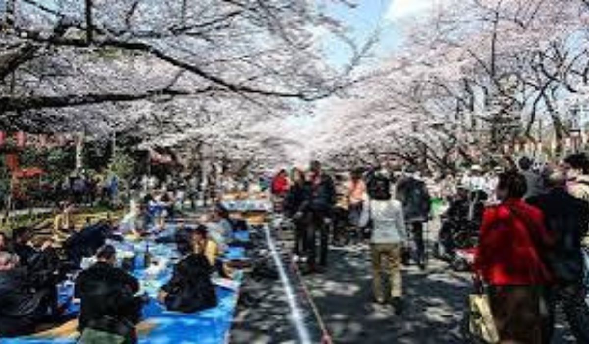 Ini Loh Taman Ueno: Surga Bunga Sakura di Tokyo Saat Musim Semi