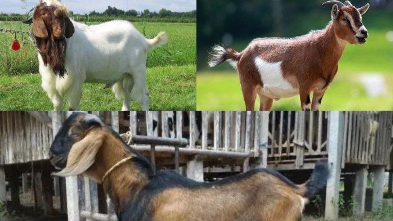 Mengenal Jenis-Jenis Kambing untuk Kurban di Indonesia