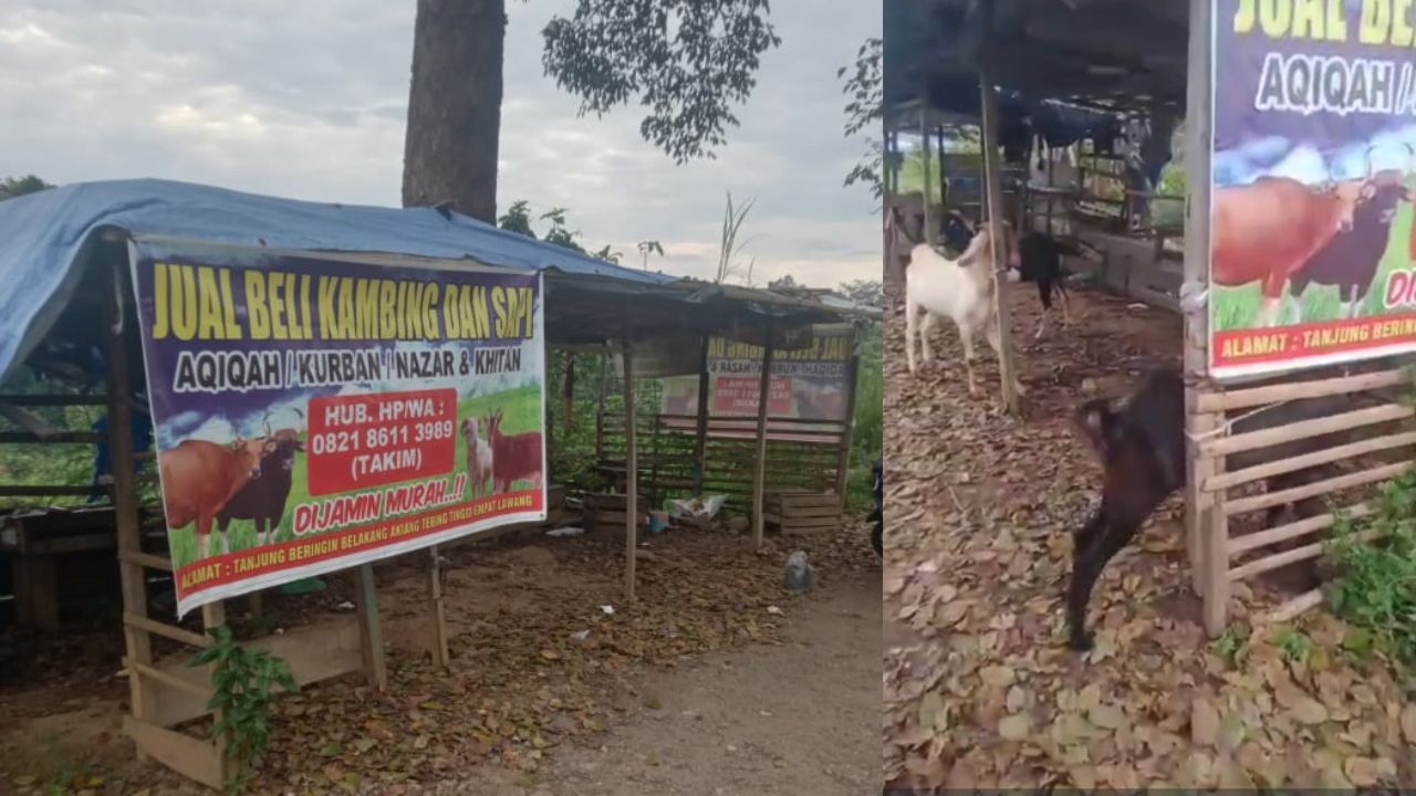 Jelang Idul Adha, Warga Empat Lawang Bisa Dapatkan Kambing Kurban Murah Berkualitas di Tebing Tinggi