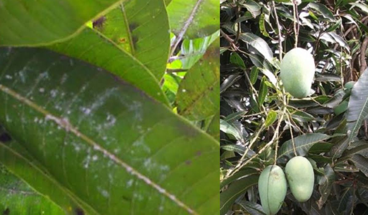 Mengatasi Hama pada Daun Mangga dengan Bumbu Dapur Sederhana