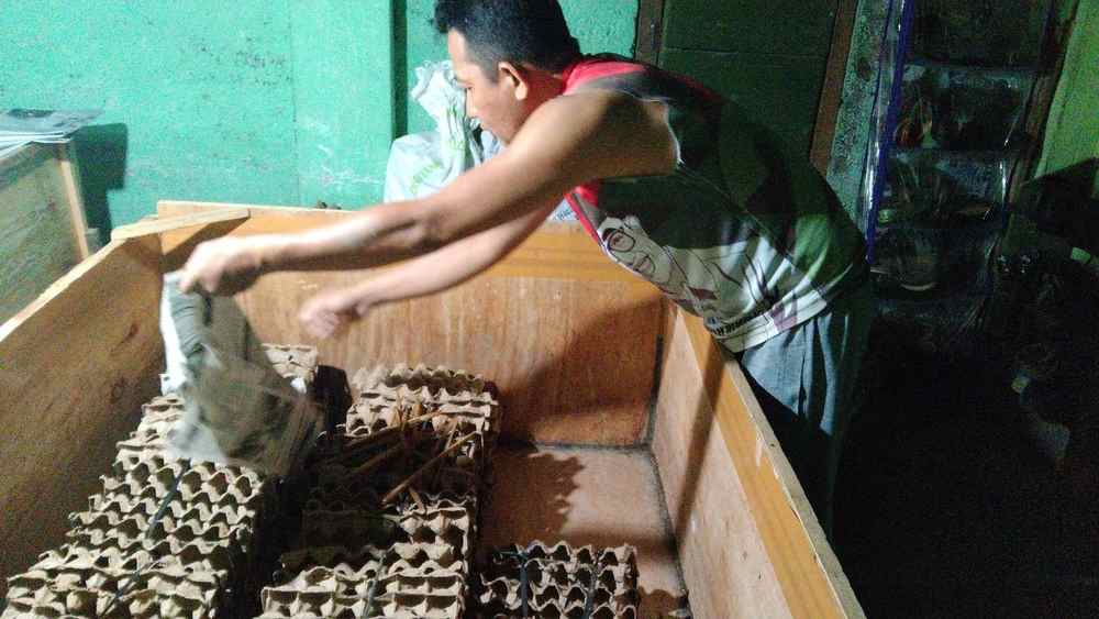 JANGKRIK BOSS!!, Begini Cara Ternak Jangkrik hingga Meraup Untung Besar