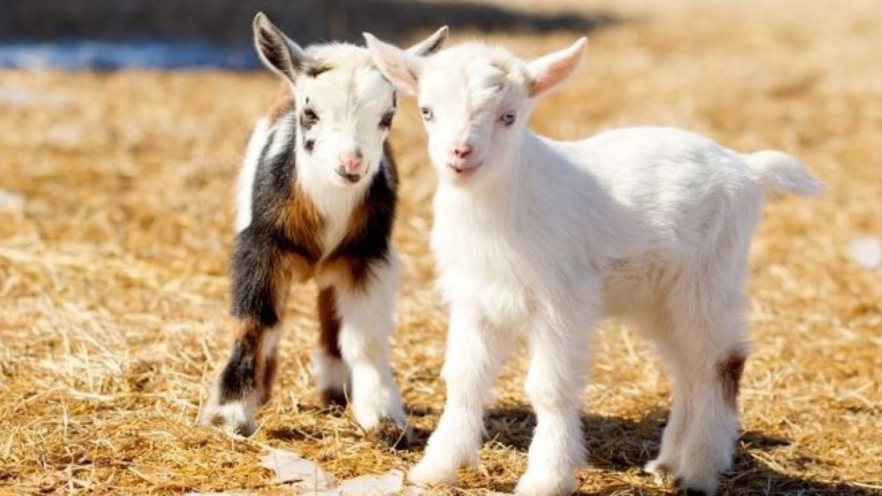 Kambing Pygmy: Kambing Mungil yang Unik, Lucu, dan Menggemaskan