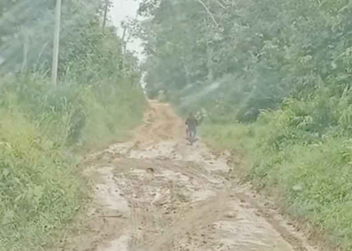 Viral! Jalan Cengal Berlumpur Seperti Kubangan Kerbau, Warga: Kapan Diperbaiki?