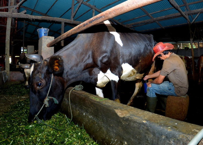 Klaster Susu di Ponorogo Meningkatkan Produksi Berkat Fasilitas Pembiayaan dan Pendampingan BRI