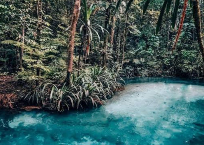 Keajaiban Alam Kali Biru: Pesona Sungai Jernih di Tengah Hutan Hijau