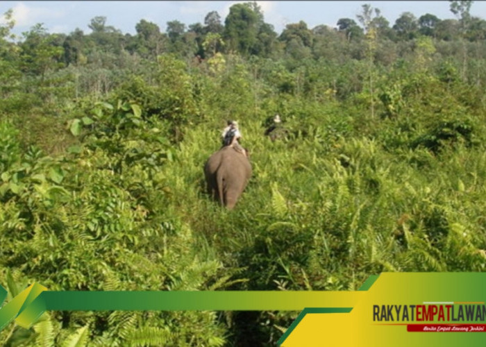 Taman Nasional Tesso Nilo: Surga Keanekaragaman Hayati di Riau