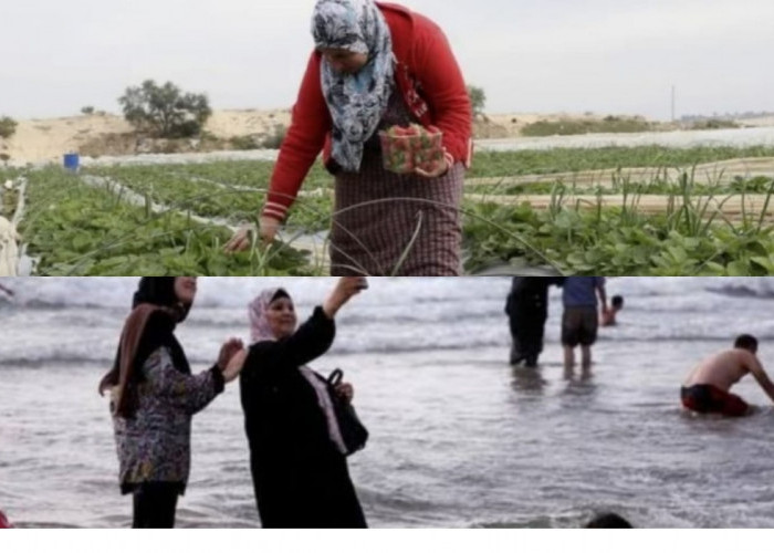 Adat dan Ritual Unik Orang Palestina: Tanggung Jawab Perempuan di Ladang dan Liburan Hari Raya