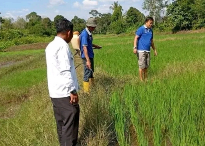 Wujudkan Ketahanan Pangan, Lapas Empat Lawang Laksanakan Kegiatan SAE untuk Warga Binaan