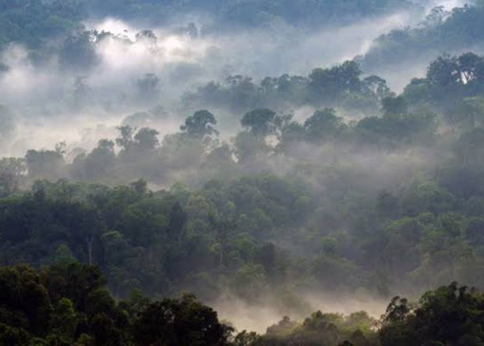 Misteri Hutan Halimun Salak: Legenda dan Mitos di Balik Kehangatan Alam