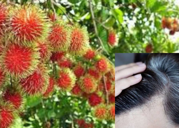 Manfaat Ramuan Daun Rambutan untuk Kesehatan Kulit Kepala Bisa Cegah Kerontokan Dan Uban