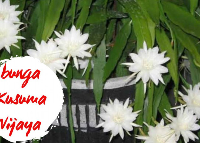 Resiko dan Manfaat Menanam Bunga Wijaya Kusuma di Pekarangan Rumah