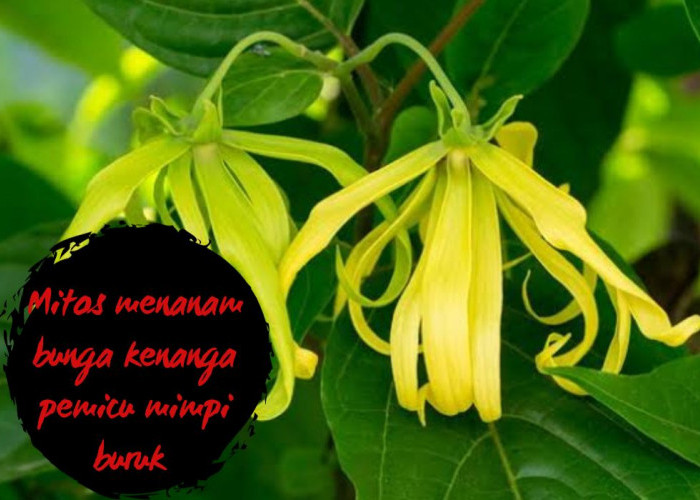 Bunga Kenanga: Mitos dan Kepercayaan Seputar Pemicu Mimpi Buruk
