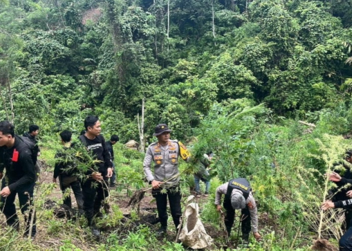Jalan Kaki, Polres Empat Lawang Ungkap Ladang Ganja 3 Hektar 8 Karung Siap Edar Senilai Rp1 Miliar Diamankan