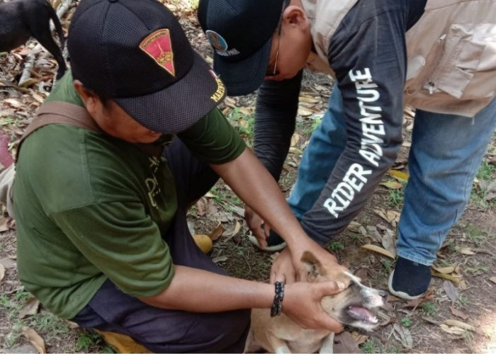 GAWAT! Kasus Gigitan Hewan Penular Rabies di Kabupaten Ini Meningkat, Stok Vaksin Kosong