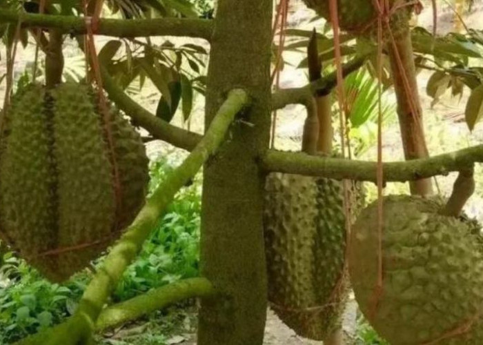China Mulai Menanam dan Panen Durian di Hainan, Berpotensi Kurangi Impor!