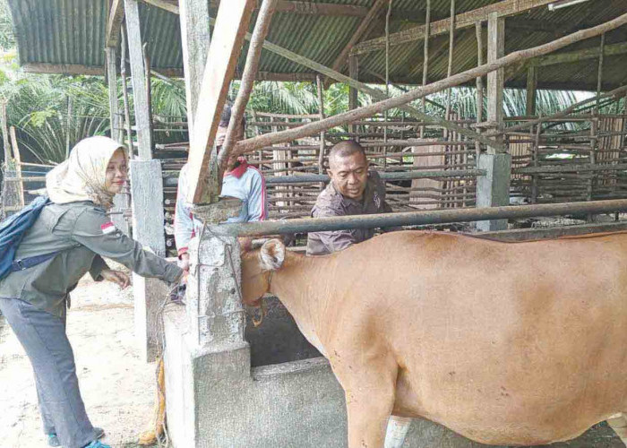 DTPHP Musi Rawas Terima 2.150 Dosis Vaksin PMK, Siap Disebar ke 5 Puskeswan