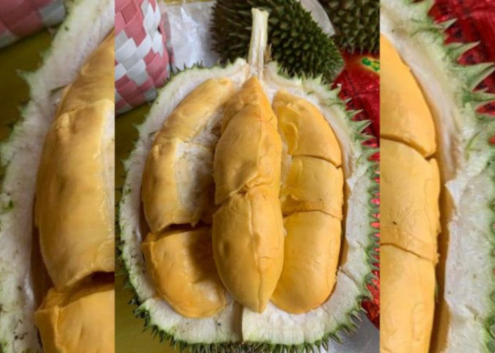 Tips Atau Cara Memilih Buah Durian yang Matang, Dijamin Lezat!