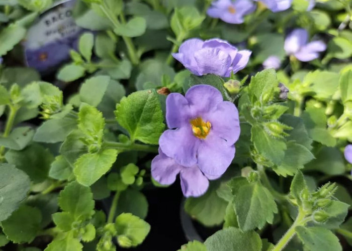 Manfaat Bacopa, Tanaman Herbal Ajaib untuk Kesehatan Otak dan Tubuh Anda