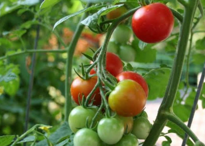 Wow Ternyata Ada 10 Manfaat Minum Jus Tomat Setiap Hari
