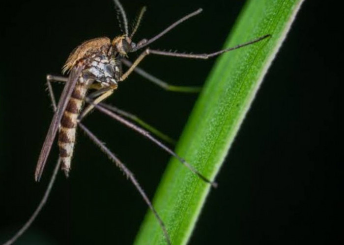 8 Jenis Tanaman Pengusir Nyamuk yang Efektif Tanam di Depan Rumah