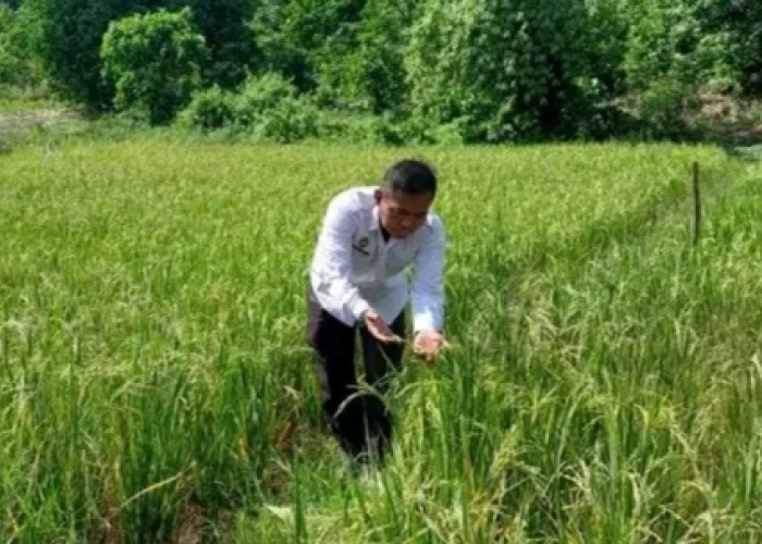 Lapas Empat Lawang Dukung Ketahanan Pangan Lewat Program SAE