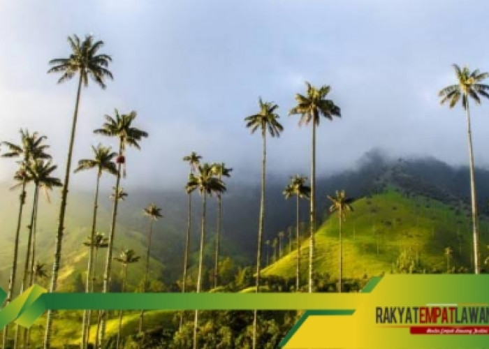 Menikmati Alam di Valle de Cocora Kolombia, Surga Tersembunyi untuk Pecinta Alam