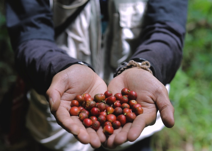 Lewat Program Desa BRILiaN, Desa Pajambon di Kuningan Jadi Contoh Transformasi Ekonomi Desa Berbasis Potensi L