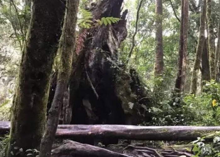 Mengulik Kisah Gunung Kerinci: Pohon Bolong dan Kisah Menyeramkan Dibaliknya