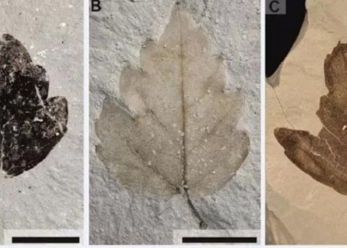 Penemuan Fosil Anggur Nekemias Mucronata Ubah Sejarah Evolusi Vitaceae