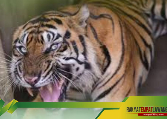 Misteri Cindaku, Perantara Mistis Antara Manusia dan Harimau di Minang Kabau