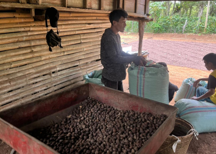 Harga Kopi Robusta di Empat Lawang Turun Drastis, Petani Merasa Lesu