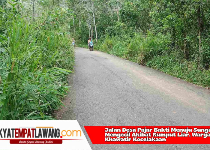 Jalan Desa Pajar Bakti Menuju Sungai Lidi Mengecil Akibat Rumput Liar, Warga Khawatir Kecelakaan 