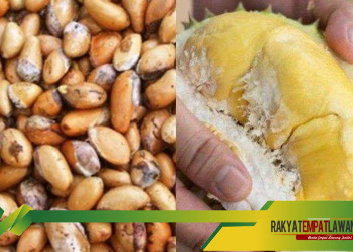 Manfaat Biji Durian bagi Kesehatan yang Jarang Diketahui Orang