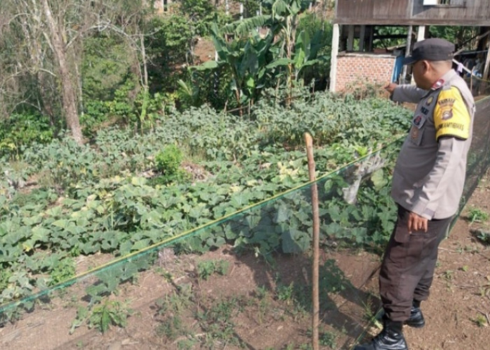 Bhabinkamtibmas Polsek Talang Padang Cek Pekarangan Bergizi, Dorong Warga Perkuat Ketahanan Pangan