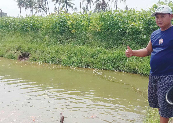Budidaya Ikan Koi di Musi Rawas Jadi Peluang Usaha Menjanjikan, Warga Tugumulyo Buktikan Kesuksesannya