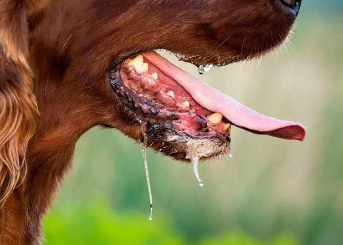 Tragis! Dua Warga Empat Lawang Meninggal Akibat Rabies di 2024